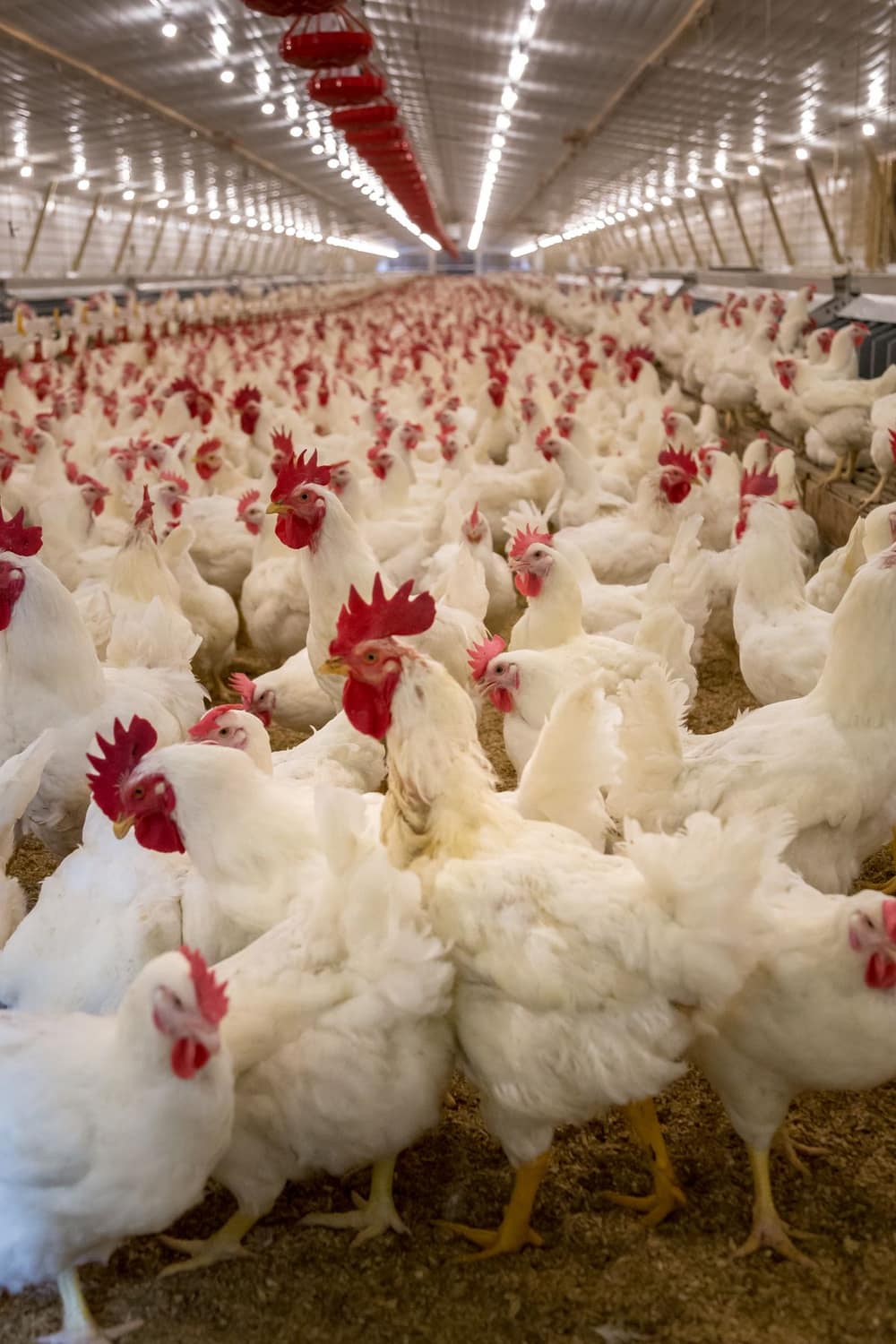 Élevage de poulets de chair